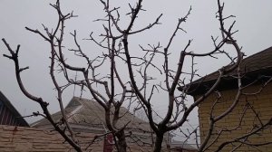 Черешня после понижения кроны с внедрением системы «Клик».