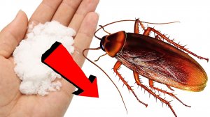Как избавиться от тараканов за 1 день!!!