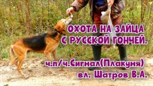 ОХОТА НА ЗАЙЦА С РУССКОЙ ГОНЧЕЙ. РГ ч.п/ч.Сигнал(Плакуня) вл. Шатров В.А.#охотасгончей#топ #hunting