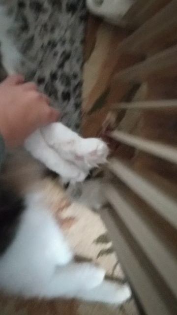Тюленчик Боня смотреть онлайн
