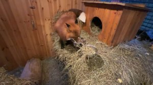 Лиса-Алиса. Вечерняя порция каши для Игниса