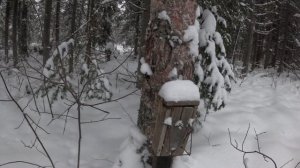 яичная ловушка в деле