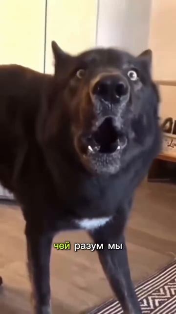 матрица это система смотреть онлайн