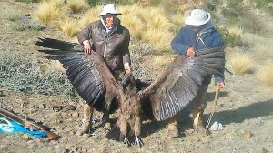 Почему эта птица считается королём Анд - АНДСКИЙ КОНДОР!