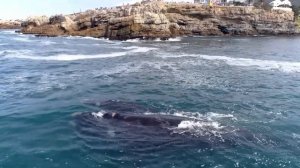 741 Гц, очистить от инфекций и токсинов, очистить ауру, повысить иммунную систему, медитация