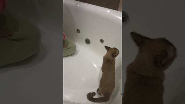 4 серия 1 сезон