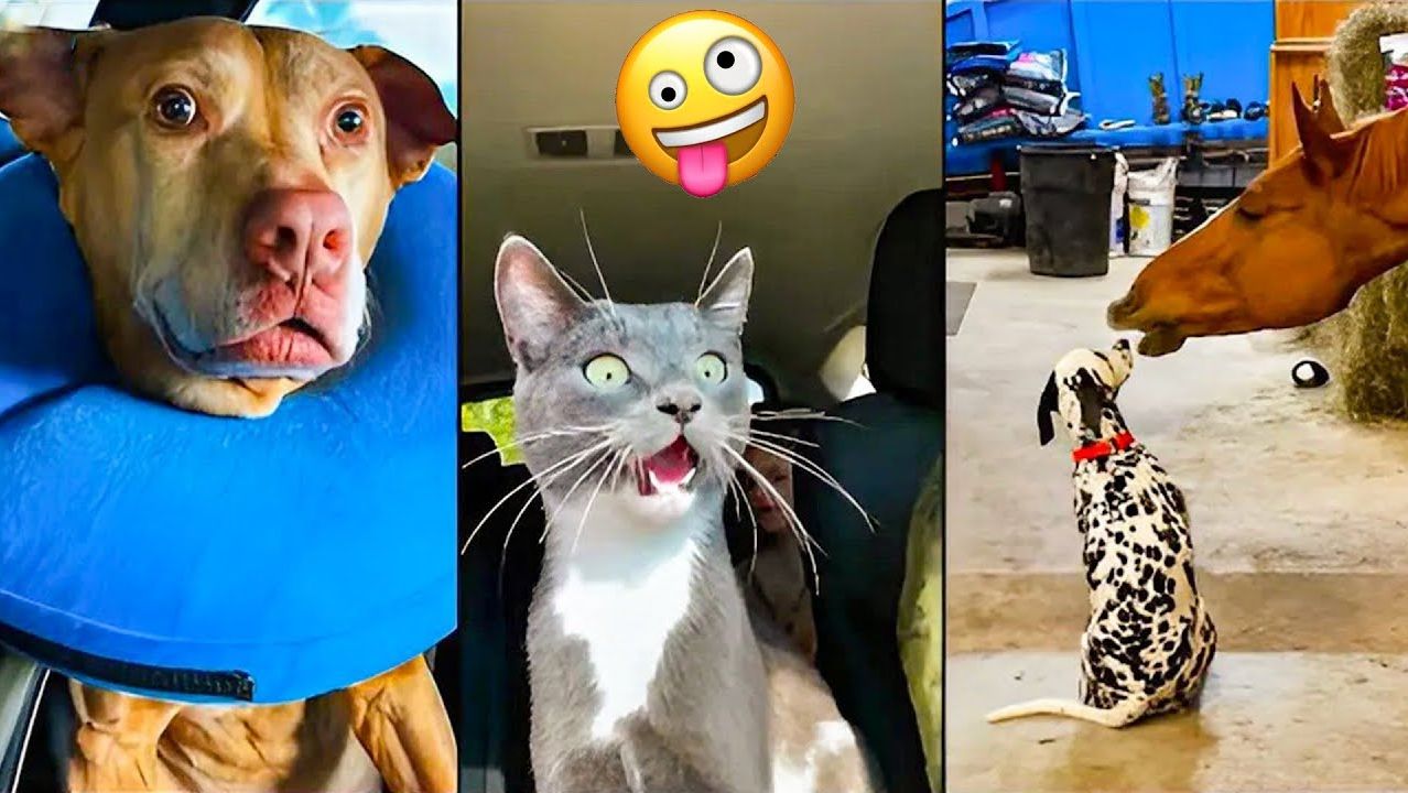 Лучшие смешные видео с кошками и собаками Засмеялся значит проиграл 😅😹🐶 смотреть онлайн