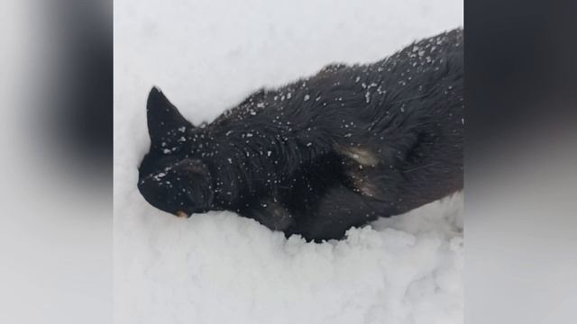 Милые создания, наши пушистики🐱🐶 смотреть онлайн