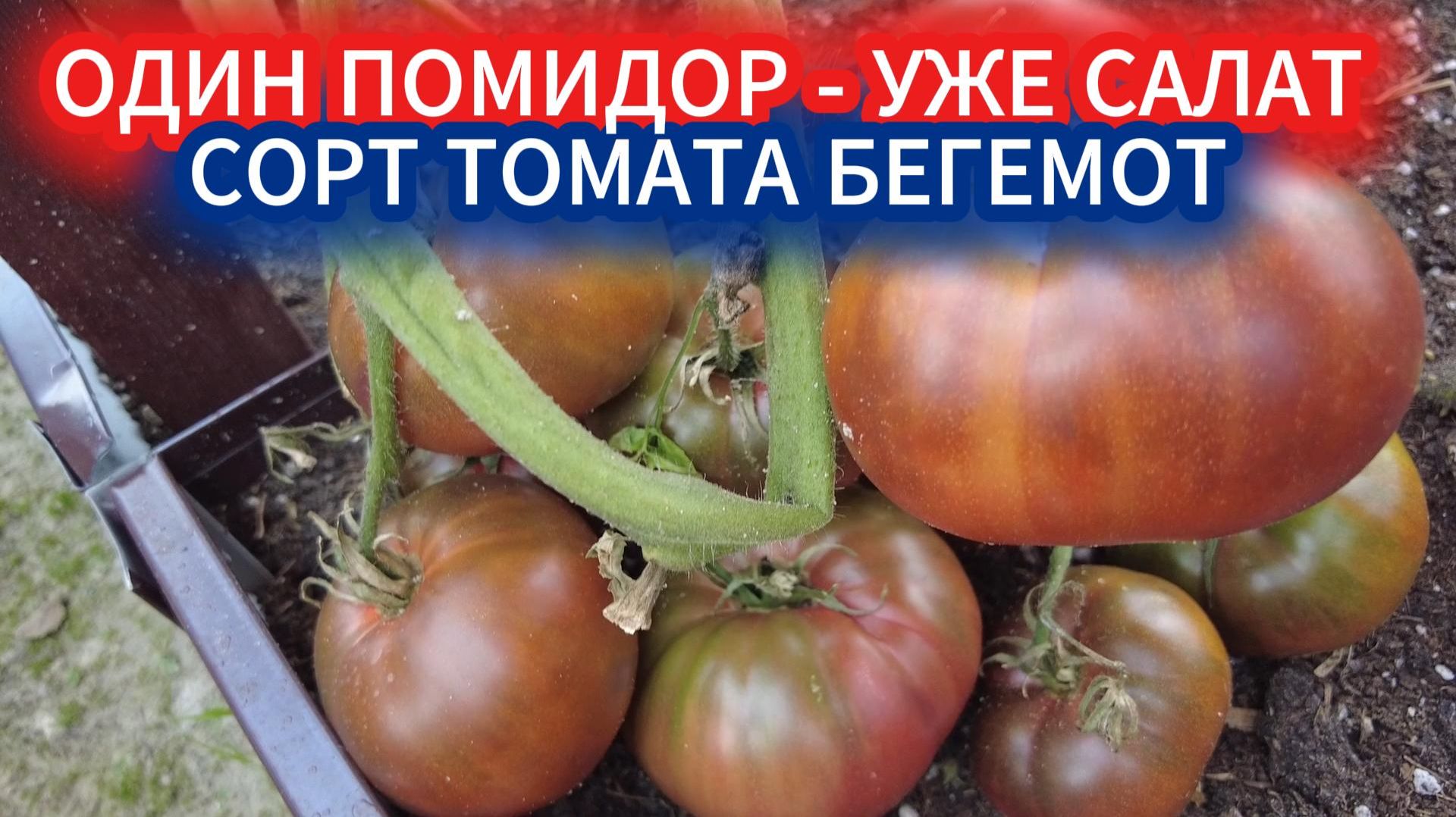 Хотите томаты‑гиганты? Сорта помидоров серии «Бегемот» — забирайте на грядку‑2026! смотреть онлайн