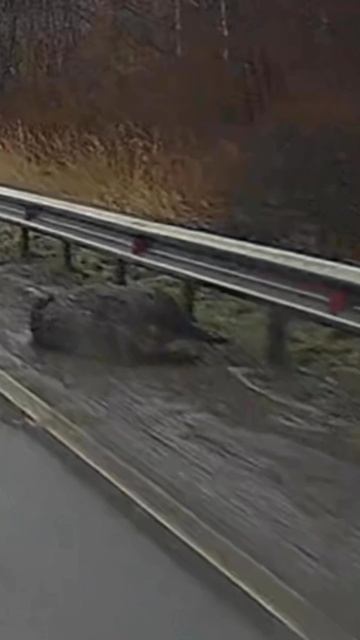 Сбил кабана/лося - что делать?! смотреть онлайн