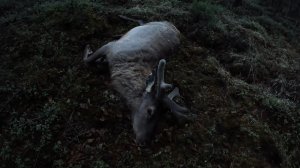 Удачная охота на изюбря с пантами, на этом видео покажем как добыли молодого самца изюбря с пантами