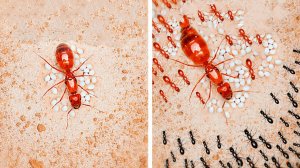 Dr. Plants / Симуляция жизни Земли в домашних условиях 🌍