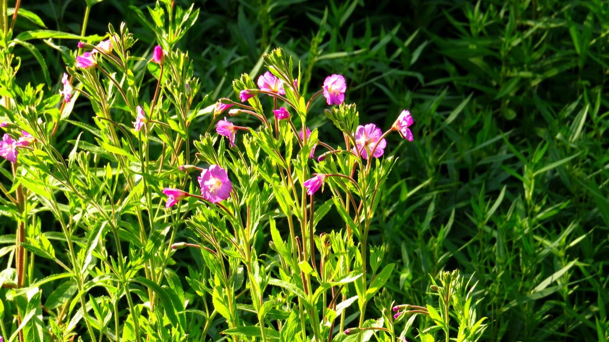 Травы вдоль дороги смотреть онлайн