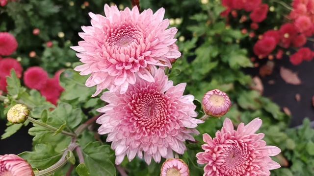 ОЧЕРЕДНАЯ ДЕСЯТКА СОРТОВ ХРИЗАНТЕМЫ ЗИМОСТОЙКОЙ. ОТ БУТОНА ДО ЦВЕТУЩЕГО КУСТА.