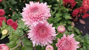 ОЧЕРЕДНАЯ ДЕСЯТКА СОРТОВ ХРИЗАНТЕМЫ ЗИМОСТОЙКОЙ. ОТ БУТОНА ДО ЦВЕТУЩЕГО КУСТА.