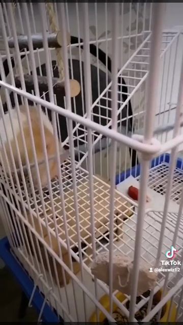 Потянем