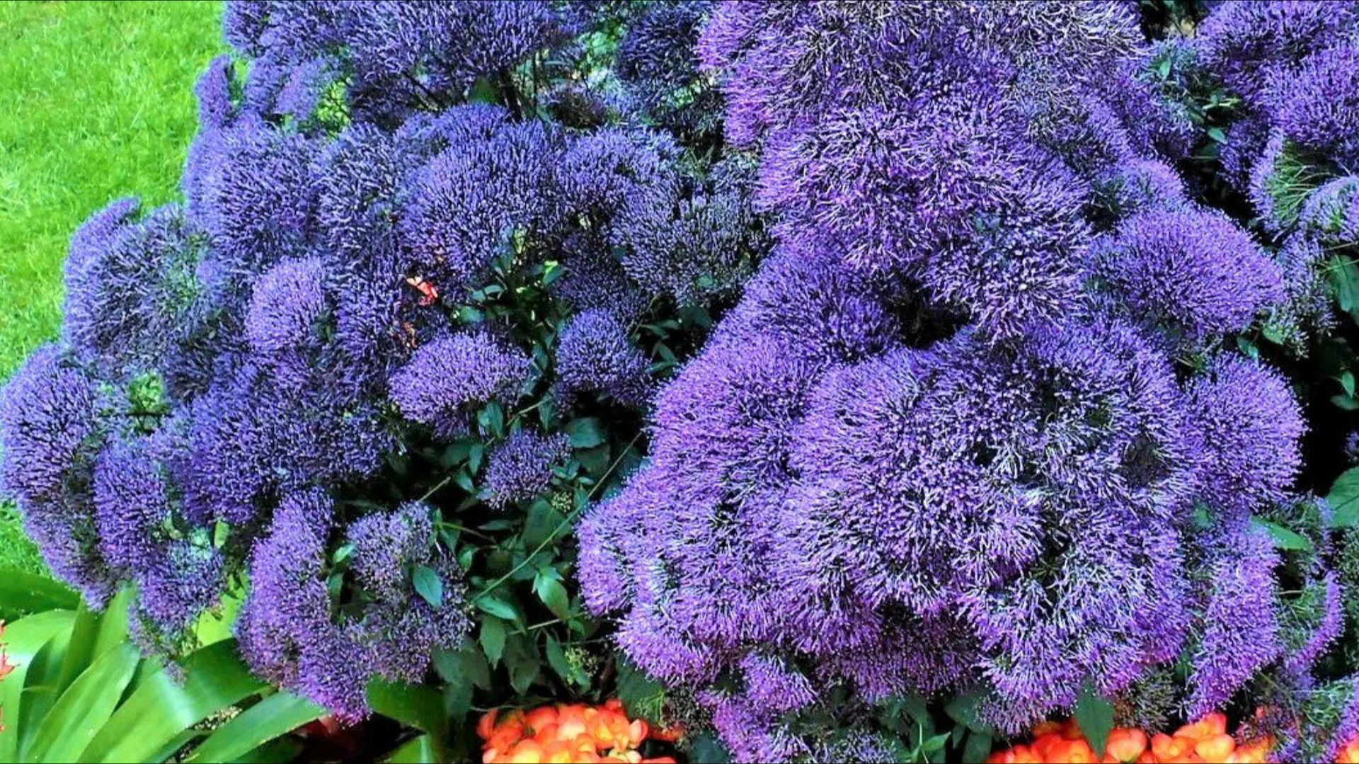 Цветок по совету зрителя. ТРАХЕЛИУМ- прекрасен и на клумбе, и в комнате. смотреть онлайн