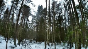 Поиск зайца. 30.11.25 погода +3.