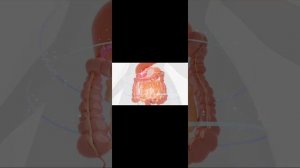Soft Radio. Матрица Гаряева. Квантовое исцеление Кишечника звуком.