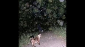 ПЛАЗМОИДЫ-ОРБЫ ДУШИ