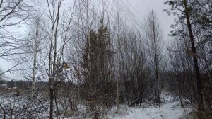 Ловля птиц 29.11.2025.