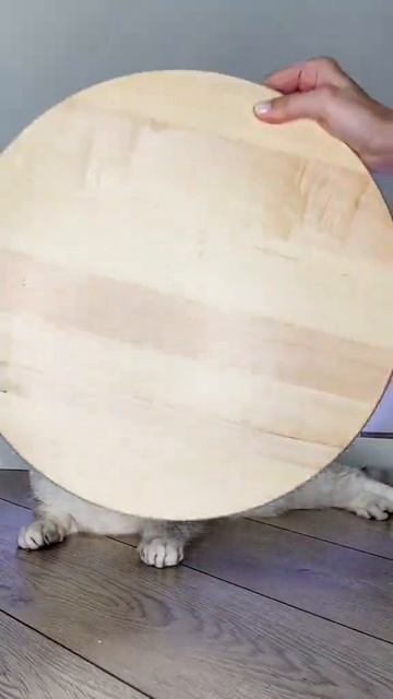 Котик и доска! смотреть онлайн