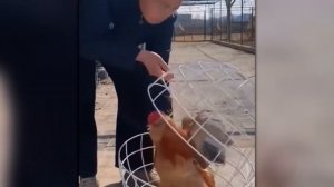 Такое Не Забыть! Безумные Случаи с Животными, Попавшие на Камеру!