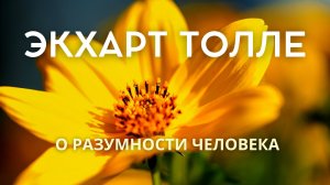 О разумности человека Экхарт Толле