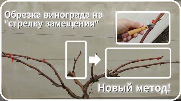 Обрезка винограда на "стрелку замещения"