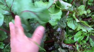 Листья свеклы - настоящий витаминный клад!