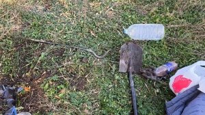 Лесосад в степи!