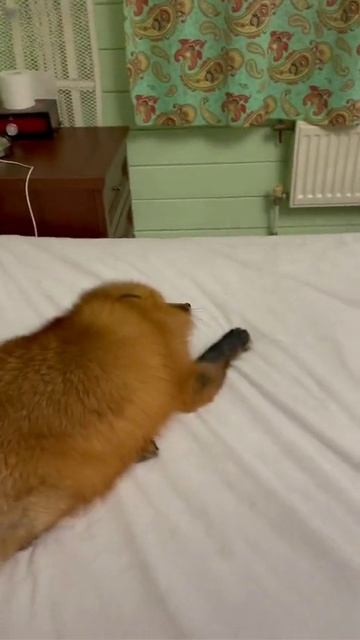 Истерика лисы на ровном месте смотреть онлайн