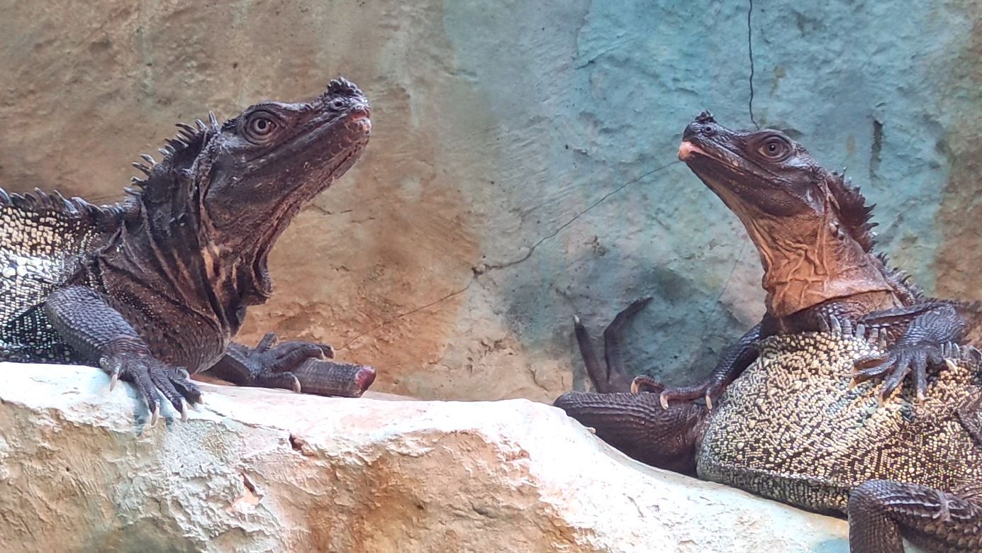 Зоо-Аквариум.  Monster Aquarium. Таиланд. Паттайя (28.02.2025г.)