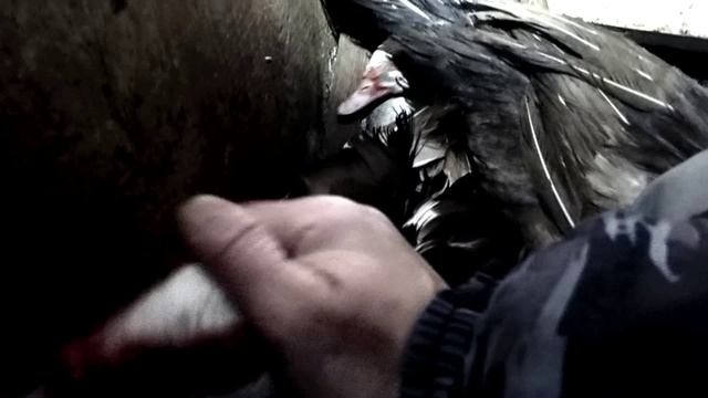 Самец индоутки намного добрее гуся