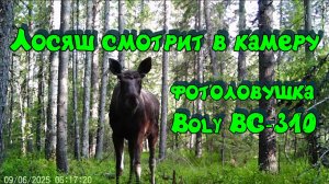 Лосяш увидел камеру. Фотоловушка Boly BG-310
