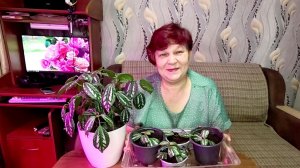 📌Такой СПОСОБ УКОРЕНЕНИЯ ЦВЕТОВ работает на все 💯