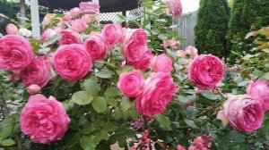 Из дождливого лета приветы 🐈⬛🌹🐈.Цикламен Пьер де Ронсар, Ю а Бьютифл, Лав Сонг