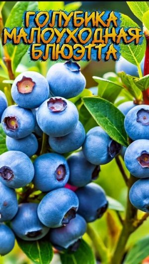 Саженцы для ленивых