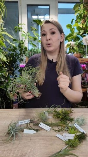НЕОБЫЧНЫЕ РАСТЕНИЯ, КОТОРЫЕ ЖИВУТ В ВОЗДУХЕ. ЗНАКОМЬТЕСЬ, АТМОСФЕРНЫЕ ТИЛЛАНДСИИ