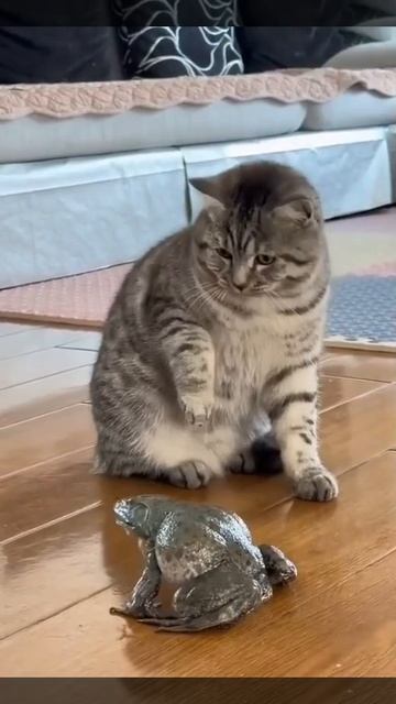 Лягушку воспитали коты смотреть онлайн