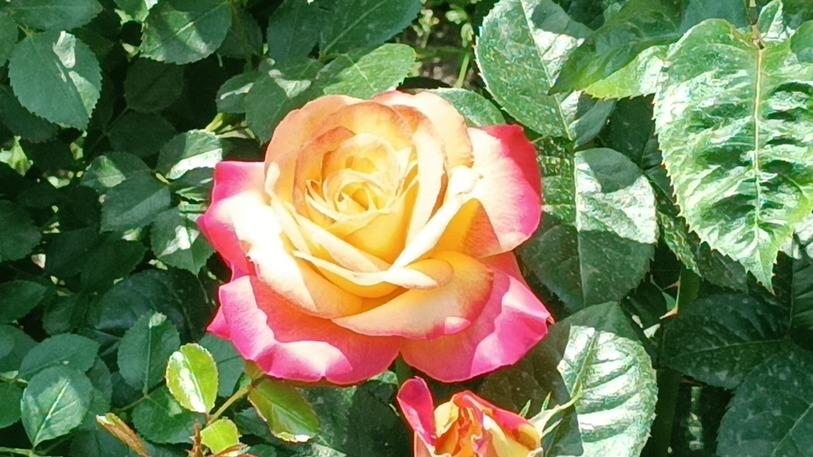 Роза с уникальной хамелеонной окраской.