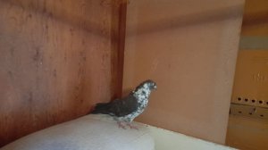 Николаевские голуби Приобрёл голубя на выставке