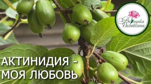 Актинидия: такая ягода вам точно нужна