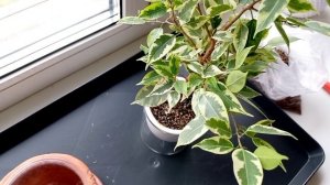 353. Цветы: воскресные пересадки.