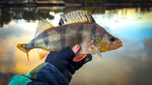 ТОЛСТЫЕ ОКУНИ АТАКУЮТ! 💪 ОТКРЫТИЕ ЗИМНЕГО СПИННИНГА на НИЖНЕЙ МОСКВА-РЕКЕ