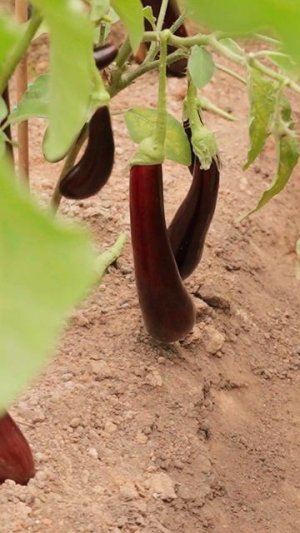 Раннеспелый баклажан! Новинка 2026!