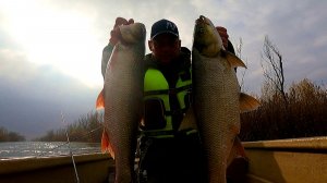 В ЗАСАДЕ ПОД КАЖДОЙ КОРЯГОЙ Норма вылова за 20 минут Жереховый жор в Астрахани