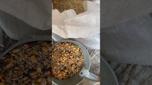 Какое зерно концентраты давать козам. Как повысить удои коз. Соя кукуруза овес ячмень для коз