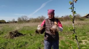 Огородные работы в полном разгаре. Избавились от сухостоя и винограда. Как это было 16 серия.