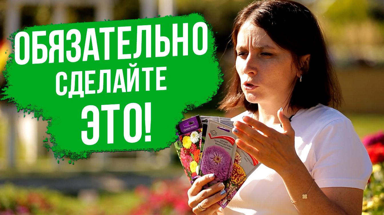 Как вырастить циннию? Важные правила.